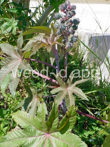 castorbean